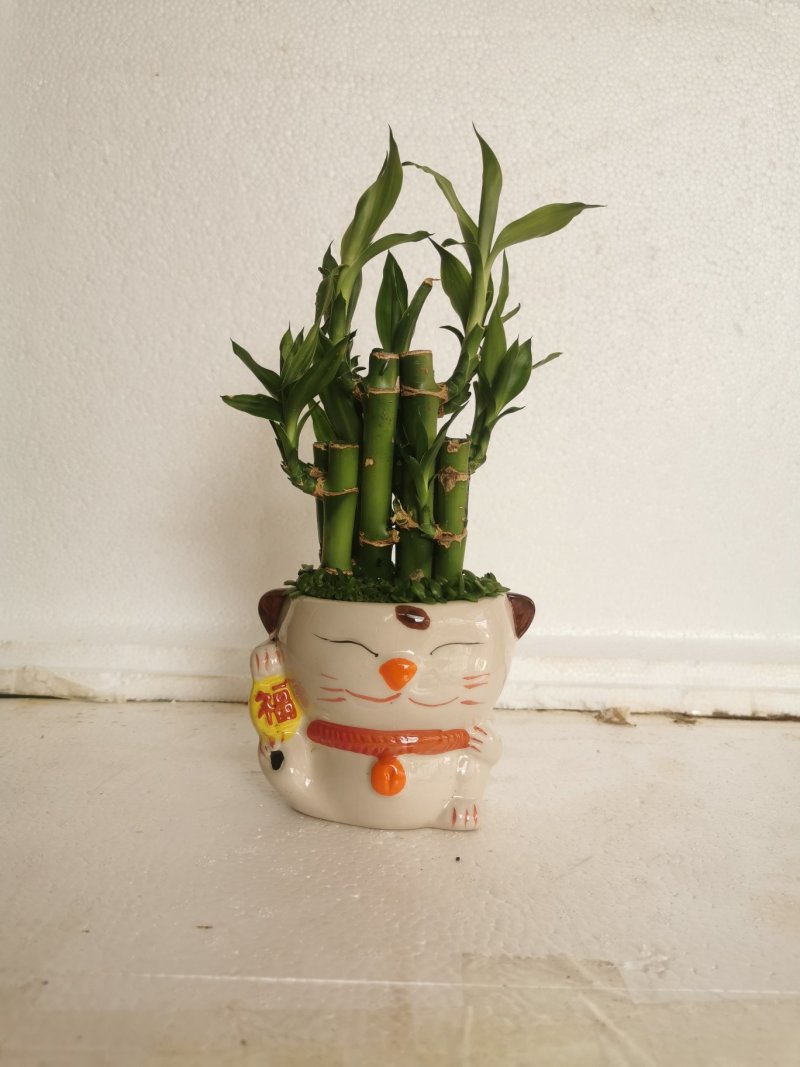小森林竹子土培花卉好养活绿植办公桌面小盆栽