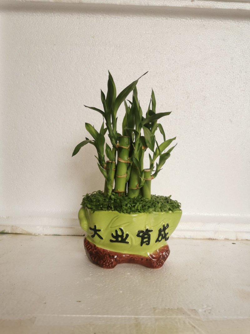 小森林竹子土培花卉好养活绿植办公桌面小盆栽