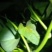 大量供脱毒商薯19，龙薯九号，西瓜红，红薯苗