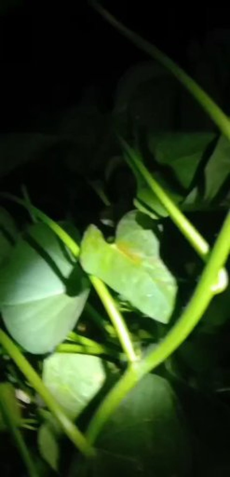 大量供脱毒商薯19，龙薯九号，西瓜红，红薯苗