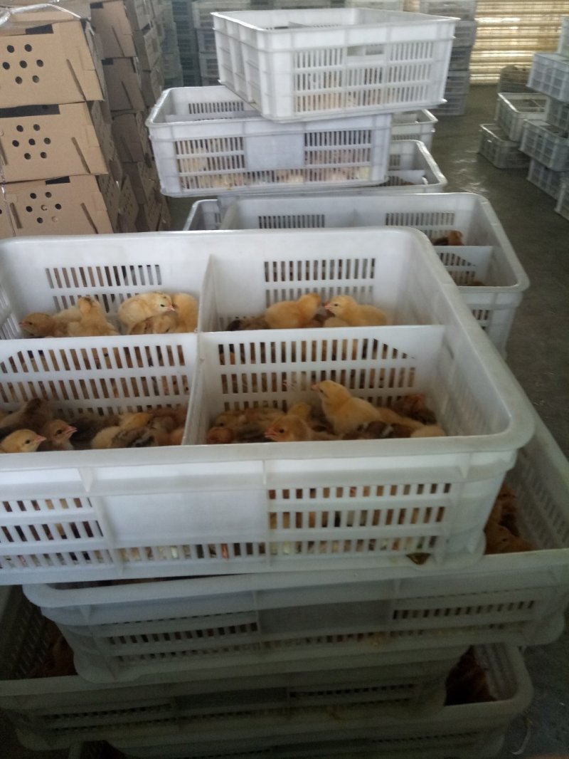 九斤黄鸡苗，快大黄鸡苗，重庆九斤黄鸡苗，四川九斤黄鸡苗，