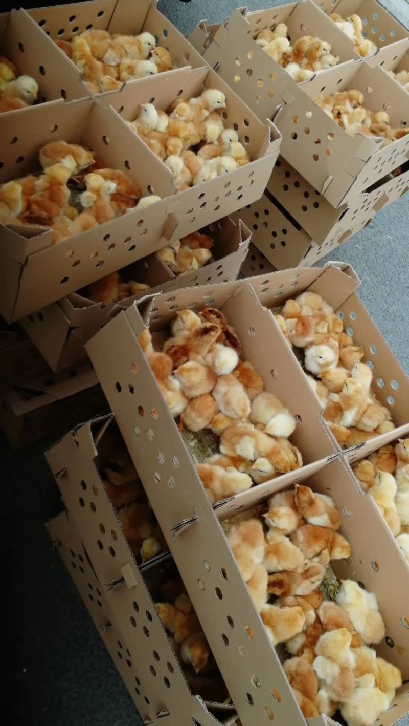 九斤黄鸡苗，快大黄鸡苗，重庆九斤黄鸡苗，四川九斤黄鸡苗，