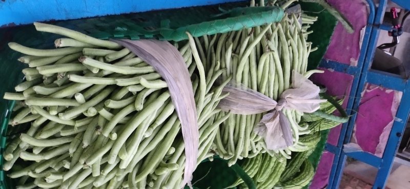 豆角大量上市中口感香甜品质保证好配货欢迎各位老板前来考察