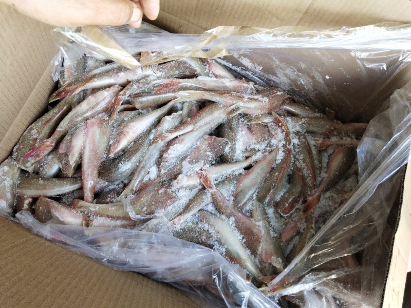 红娘鱼红头鱼两去烧烤鱼串原料火锅自助食材规格齐全
