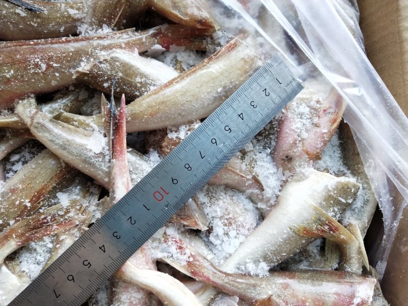 红娘鱼红头鱼两去烧烤鱼串原料火锅自助食材规格齐全