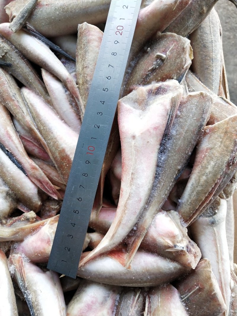 红娘鱼红头鱼两去烧烤鱼串原料火锅自助食材规格齐全