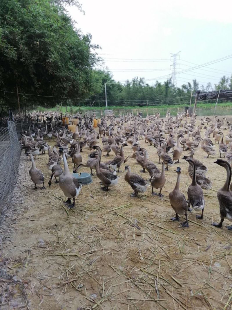 淘汰鹅淘汰马岗鹅马岗黑淘汰老鹅老鹅丶
