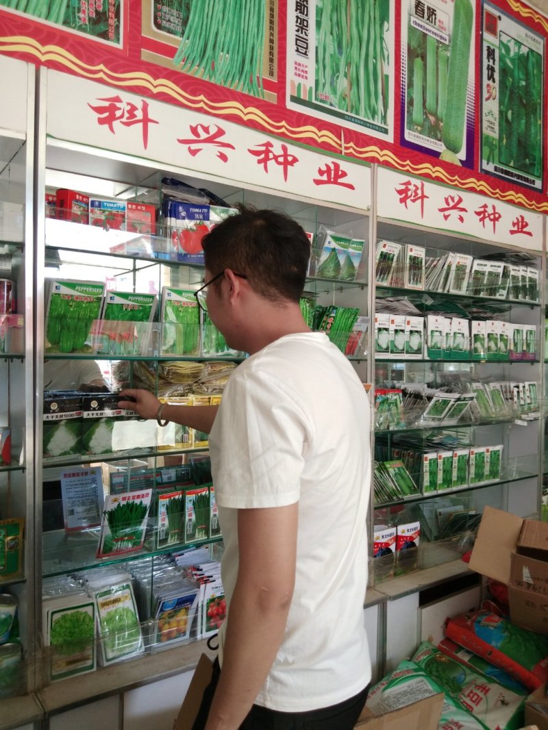 西兰花种子花蕾细侧枝少耐寒耐发黄耐阴雨天气