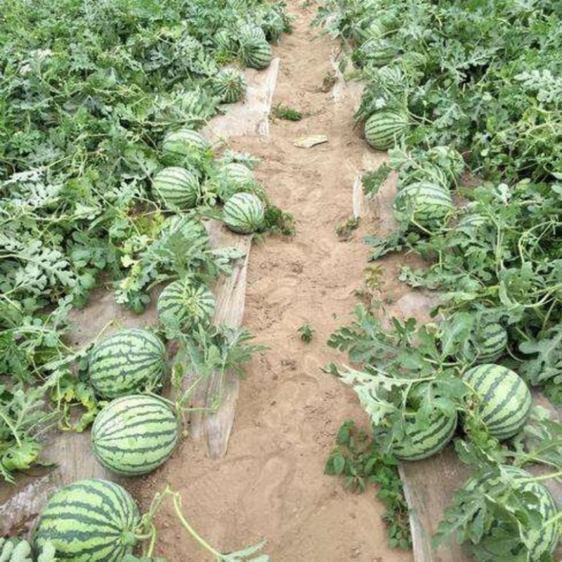 ［基地直供］河南周口扶沟陆地西瓜即将大量上市