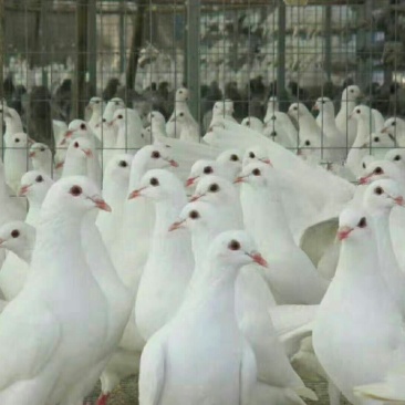 供应州鸽利农牌鸽子，独特保健粮喂养，肉质紧凑，值得关注