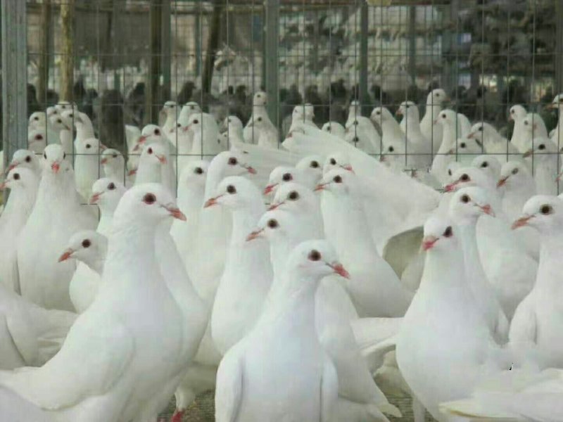 供应州鸽利农牌鸽子，独特保健粮喂养，肉质紧凑，值得关注