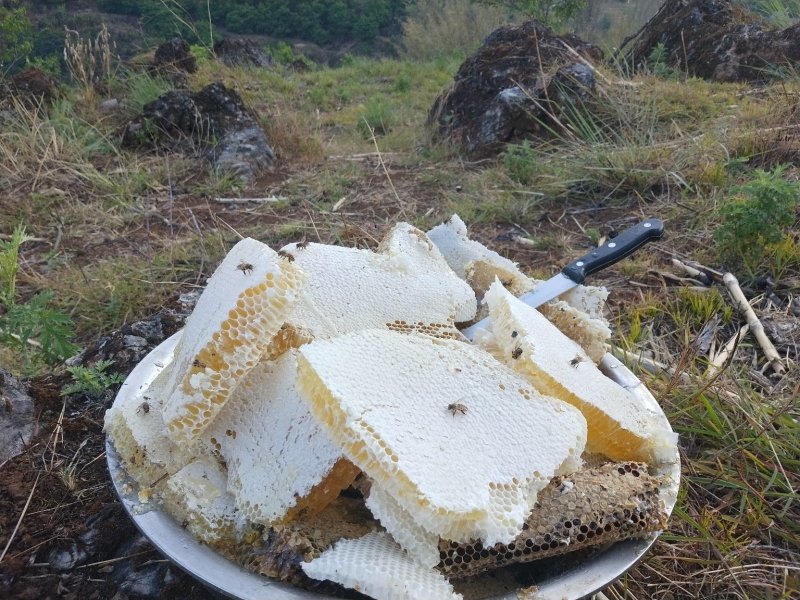 云南边境高山野生百花蜂蜜