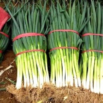 【热卖中】大葱精品大葱地头直发保质保量欢迎选购