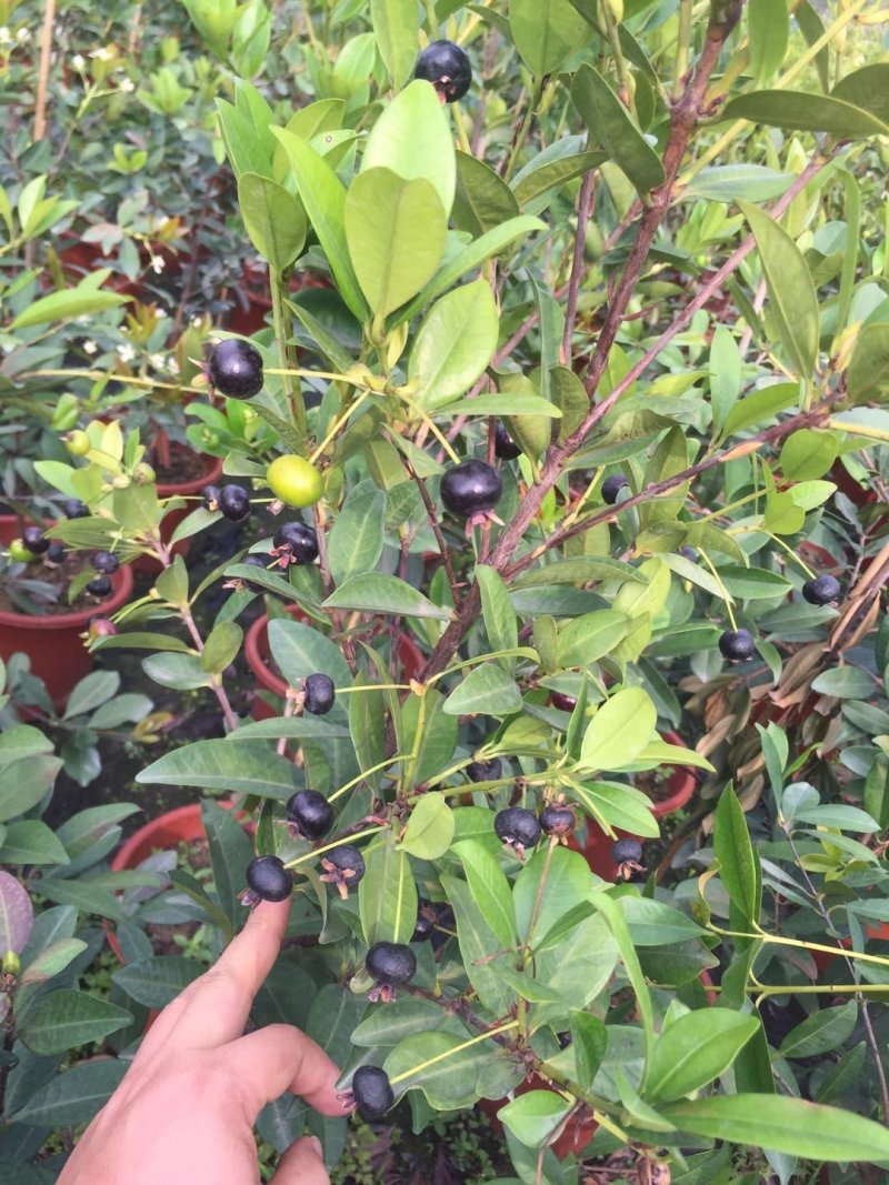 包邮精品【广西灵山樱桃车里子】营养杯苗