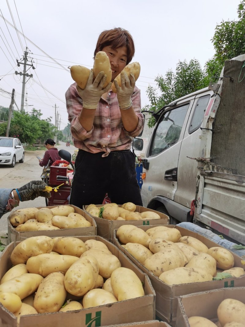 荷兰十五，希森，袋装，箱装，品质好，个头大，耐运输