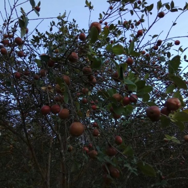 山茶油天然高山无污染