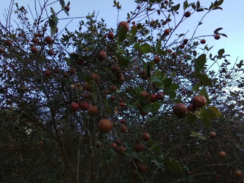 山茶油天然高山无污染