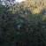 山茶油天然高山无污染