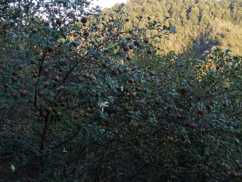 山茶油天然高山无污染