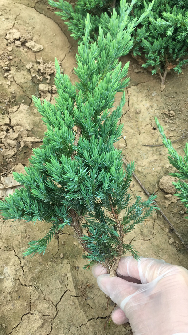 铺地柏地柏苗圃基地直发量大从优高30−60