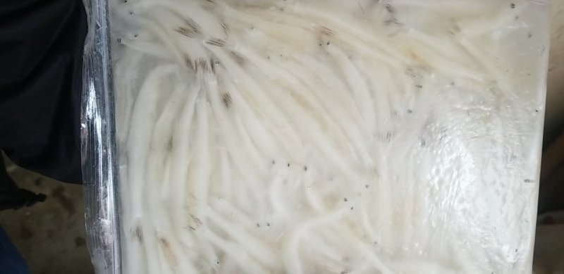 毛刀鱼
