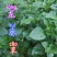 贵州古夜郎野生中药材龙葵草野生全草入药现采