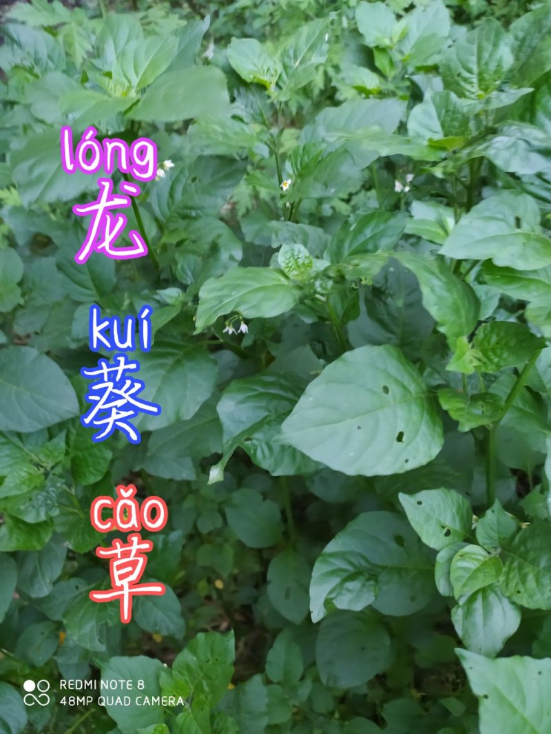 贵州古夜郎野生中药材龙葵草野生全草入药现采