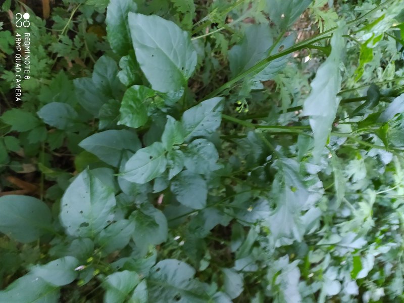 贵州古夜郎野生中药材龙葵草野生全草入药现采