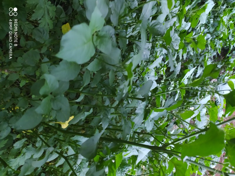 贵州古夜郎野生中药材龙葵草野生全草入药现采