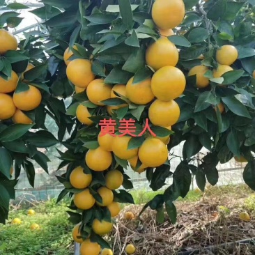 黄美人柑桔苗带土球(基地直供，品种保证)