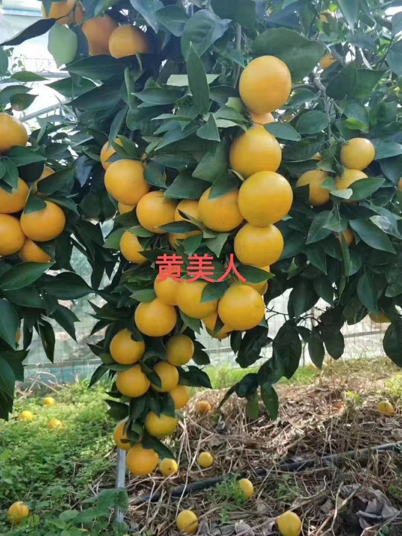 黄美人柑桔苗带土球(基地直供，品种保证)