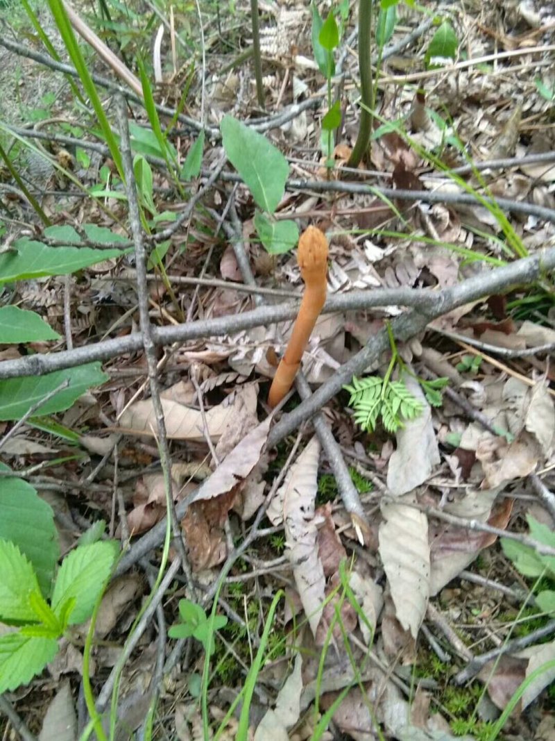 纯野生天麻