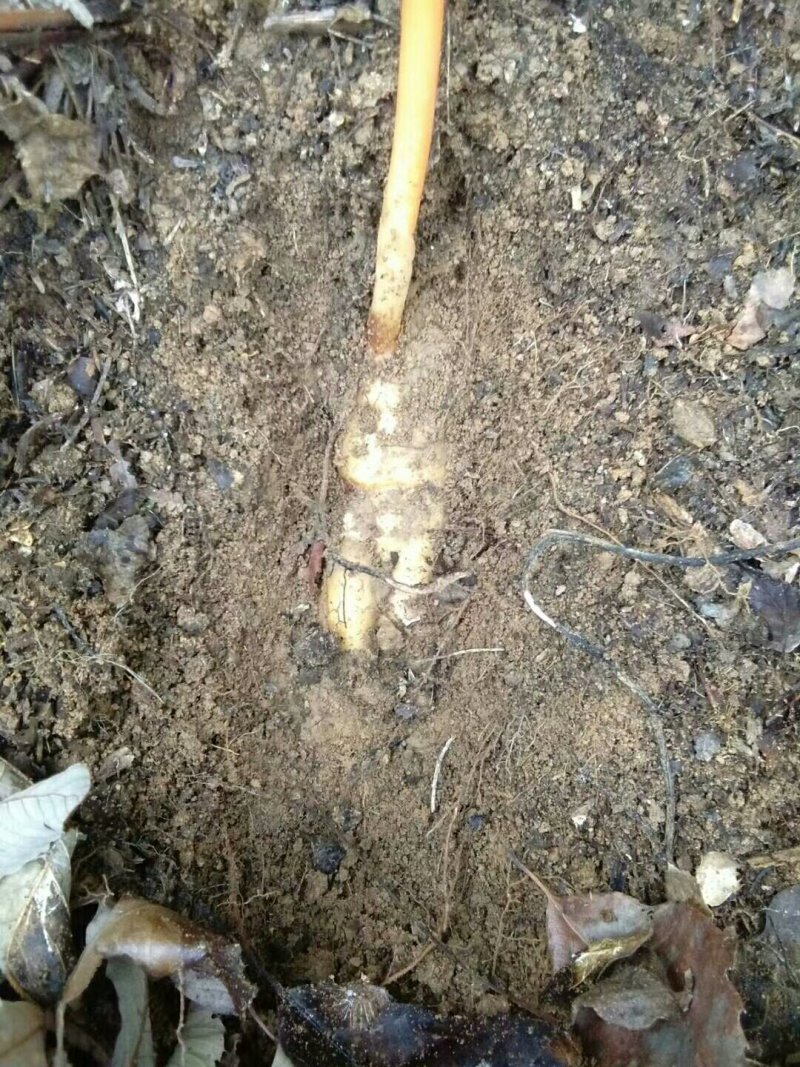 纯野生天麻