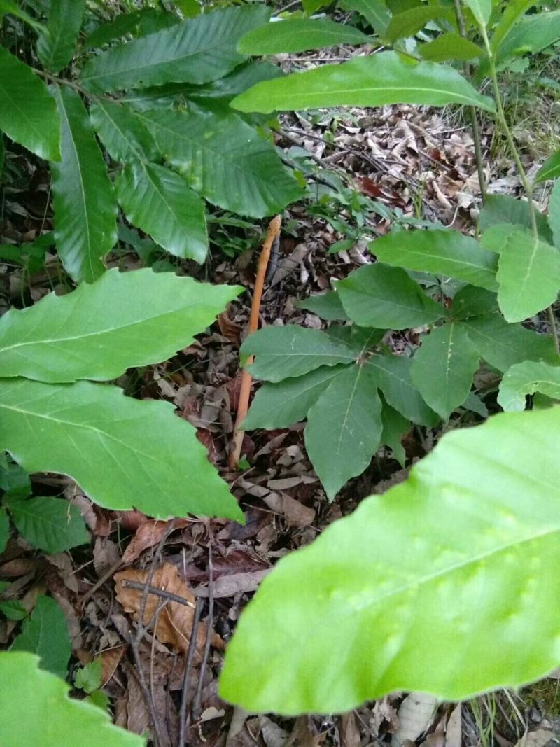 纯野生天麻