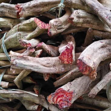 深山老林野生鸡血藤