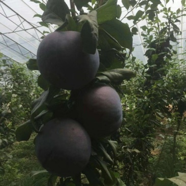 黑布林黑布朗黑霸王李子大棚鲜果