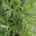 贵州毕节古夜郎大地野生药材小叶艾野艾小艾草