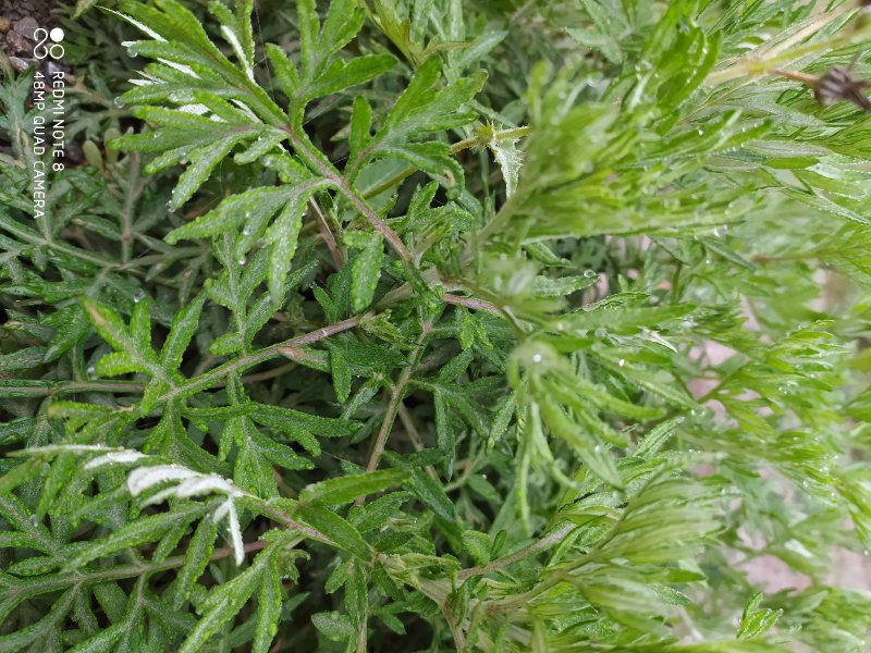 贵州毕节古夜郎大地野生药材小叶艾野艾小艾草