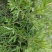 贵州毕节古夜郎大地野生药材小叶艾野艾小艾草