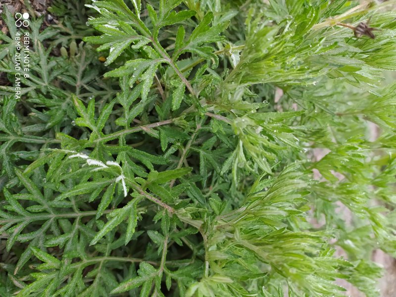 贵州毕节古夜郎大地野生药材小叶艾野艾小艾草