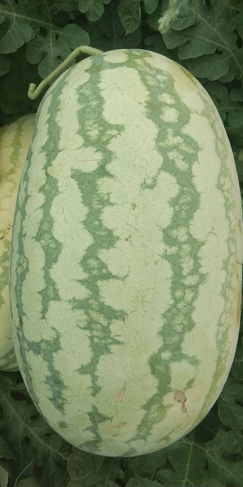 ［花皮无籽西瓜］河南周口扶沟西瓜，长花瓜口感好