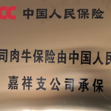 肉牛犊批发价格补助优惠提供技术支持质保可达三个月