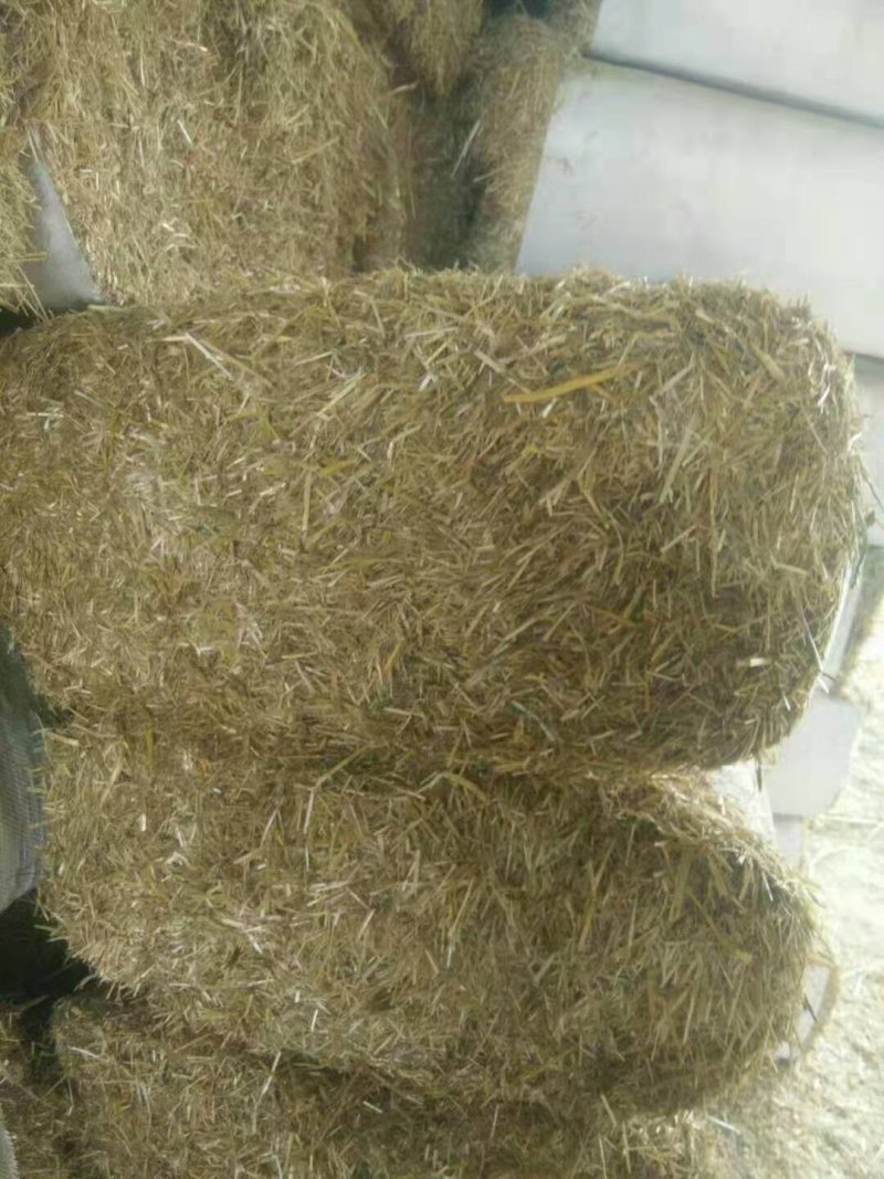 玉米全株草