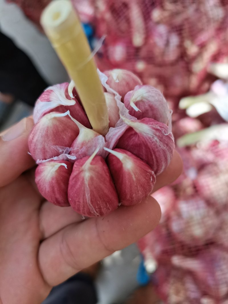 大蒜混级统货新蒜，精选分级各种规格，精加工包装