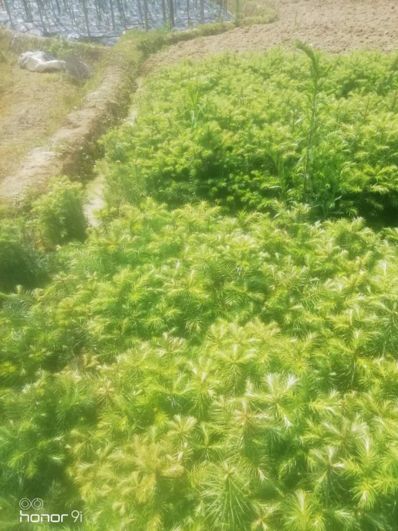 优质杉树苗出售