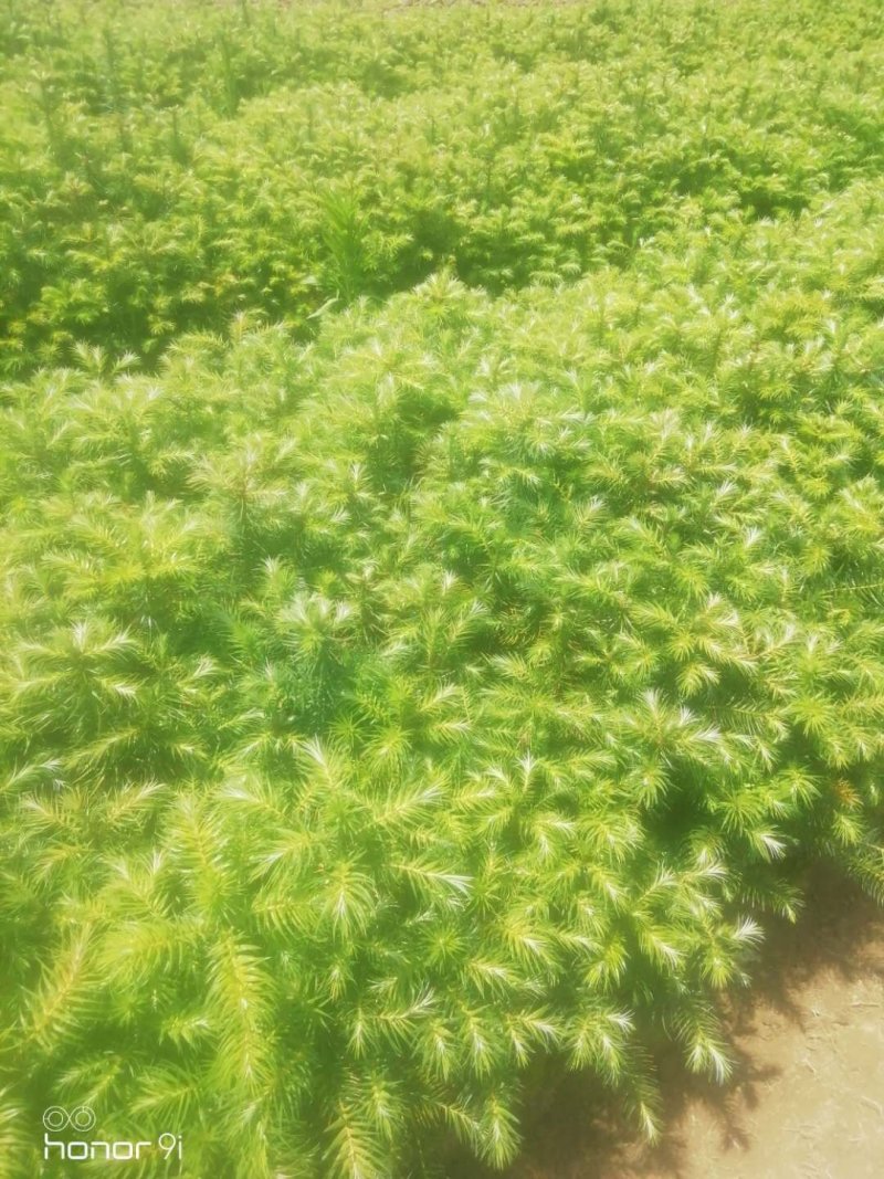 优质杉树苗出售