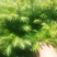优质杉树苗出售