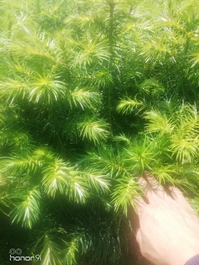优质杉树苗出售