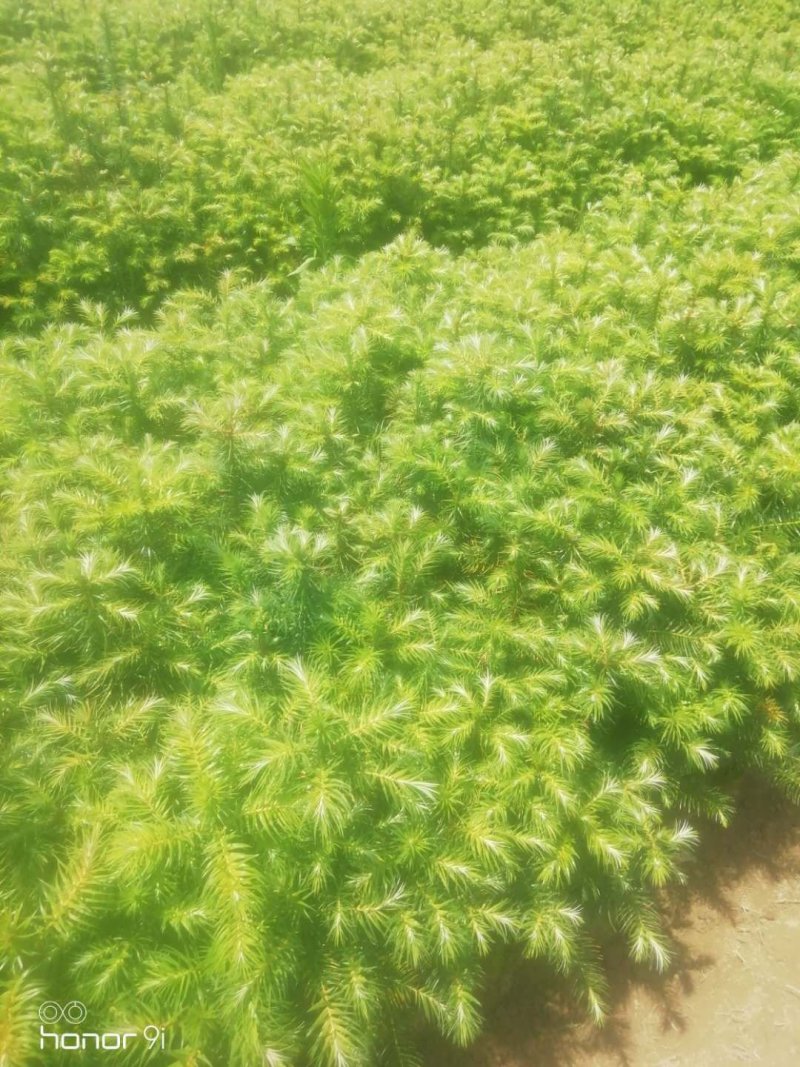 优质杉树苗出售