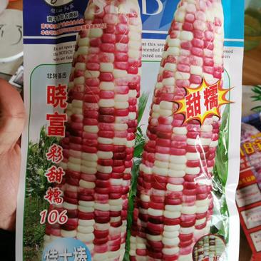 彩甜糯玉米种子超大棒穗长25厘米无秀尖商品性好